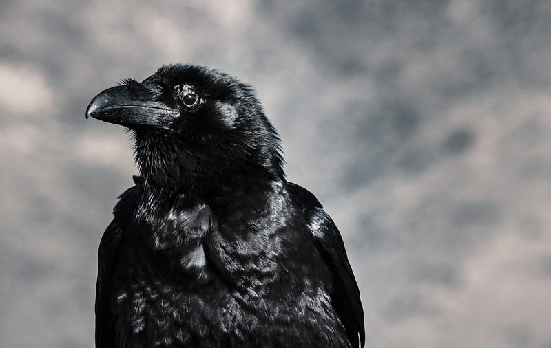 Raven, symbolizing magic and creativity