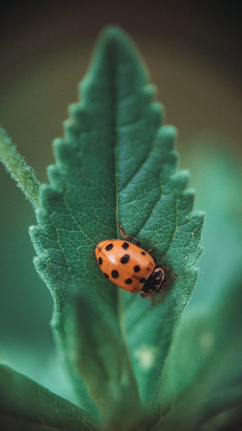 Ladybug, a symbol of good luck