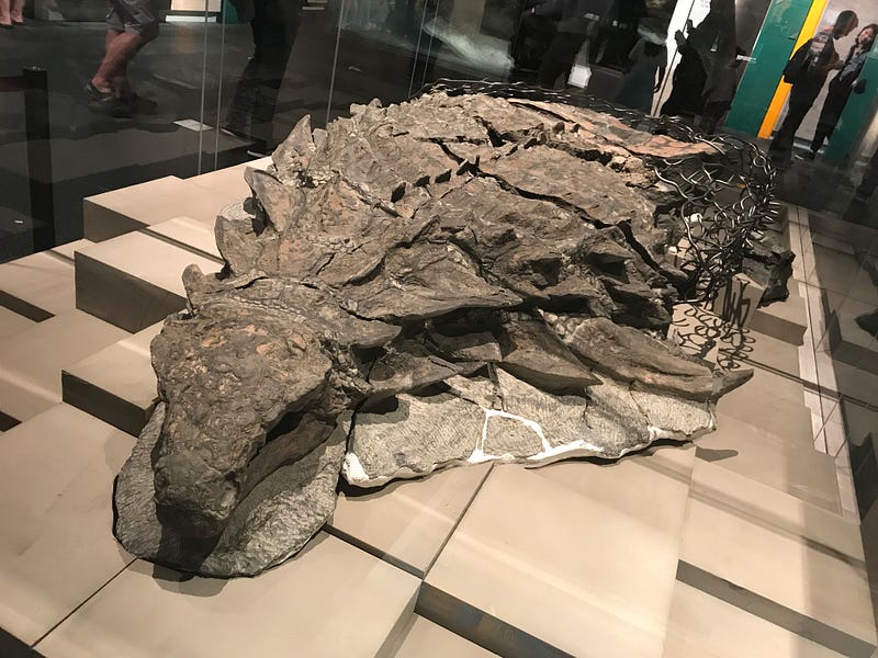 Fossilized nodosaur specimen