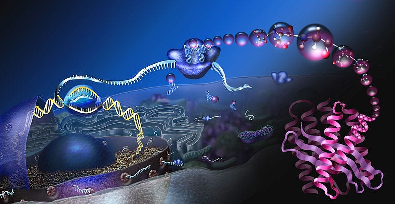 Visualization of eukaryote cell protein synthesis