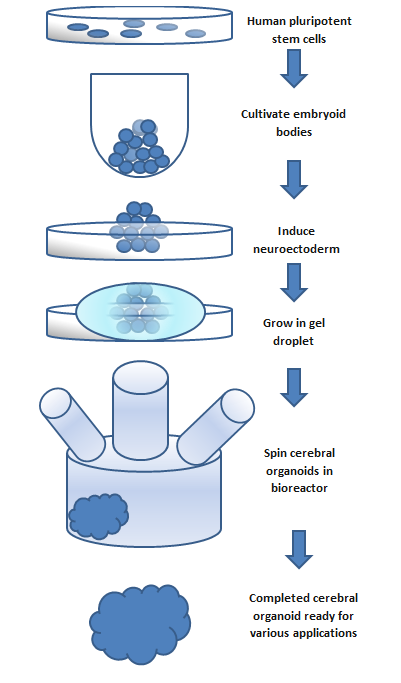 Visualization of the organoid creation process