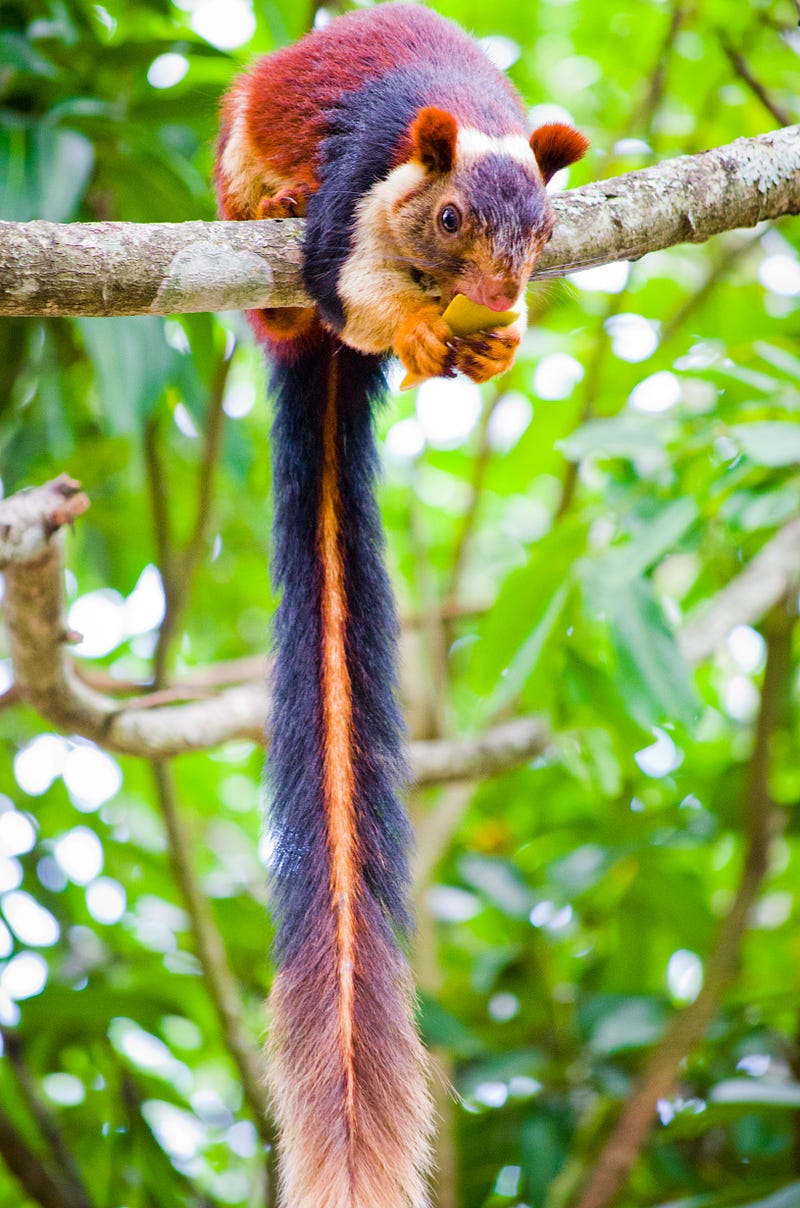 A colorful depiction of a whimsical squirrel