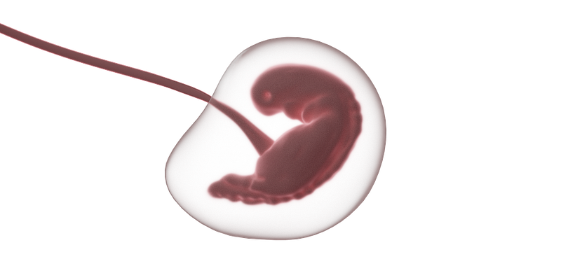 Epigenetic aging clock in embryos