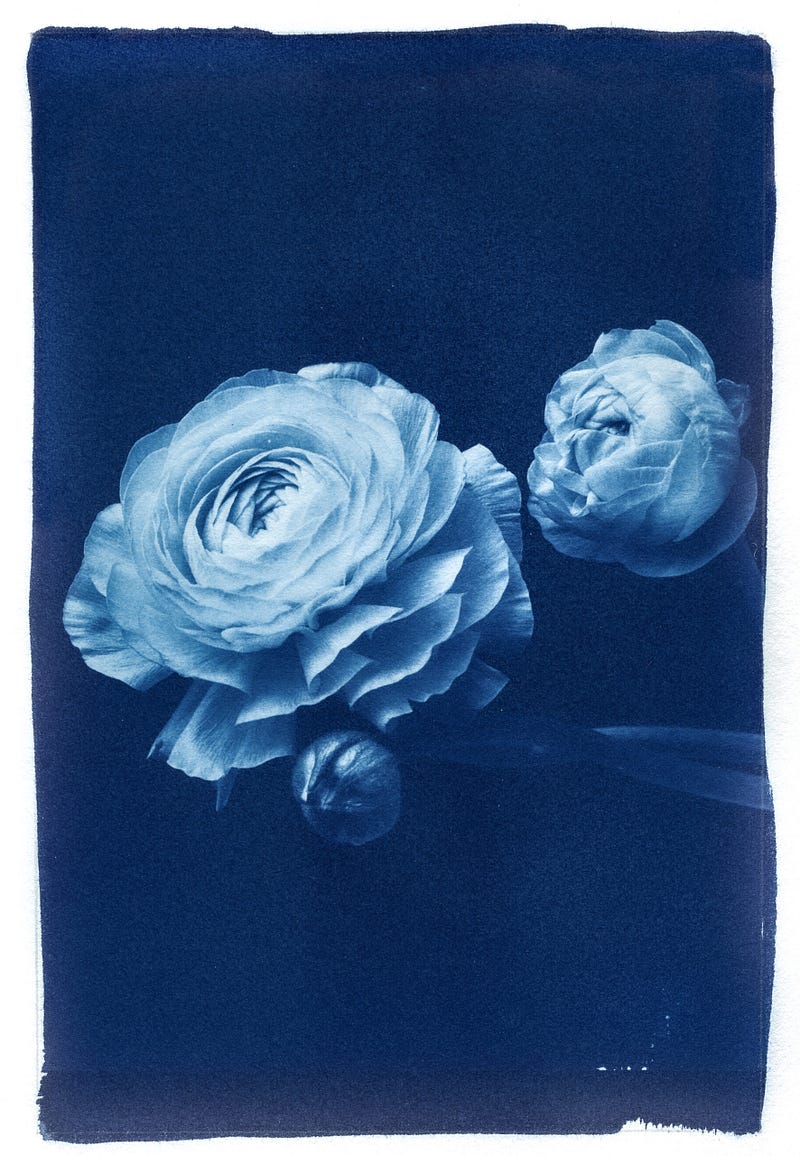 Floral cyanotype artwork by Rosalind Hobley