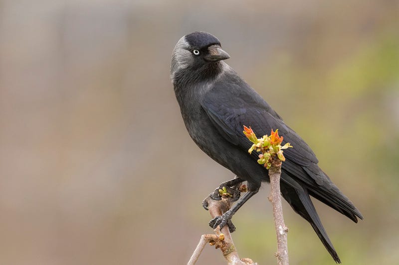 Jackdaws preparing to take flight