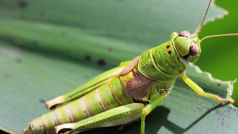 Research on locusts for cancer detection