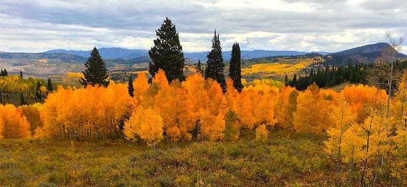 Aspens displaying their golden foliage in autumn.