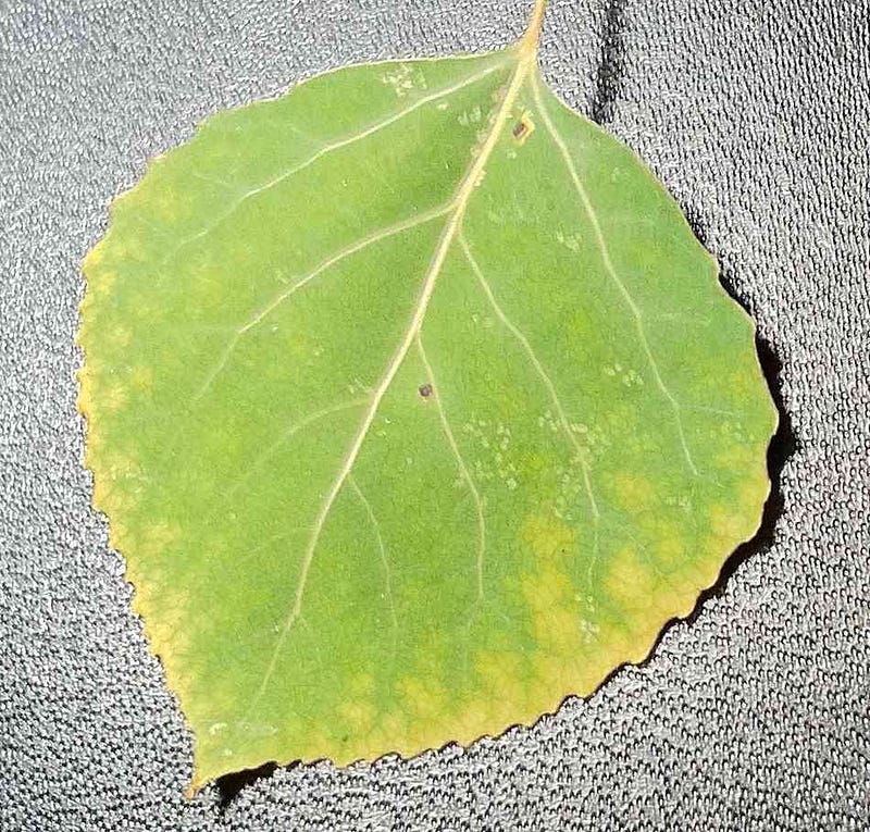 Close-up of an aspen grove during fall.