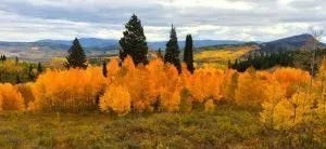 Aspen trees standing resilient amidst the changing seasons.