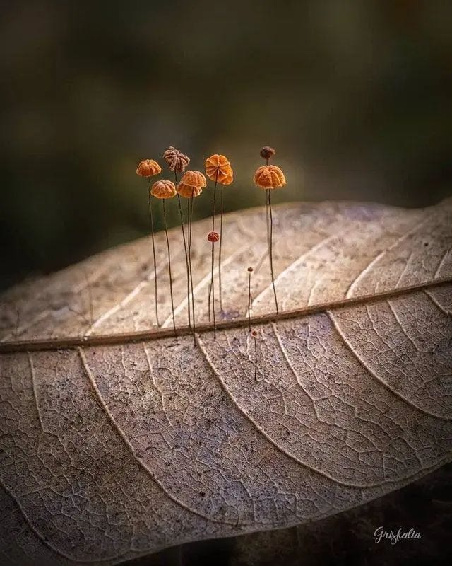 Mushrooms thriving on fallen leaves