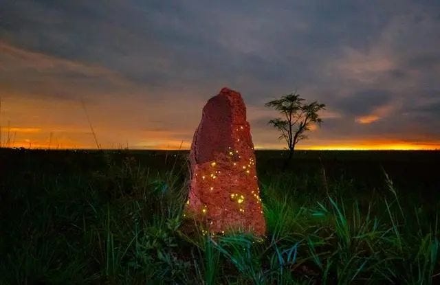 Bioluminescent termite mounds glowing in the dark