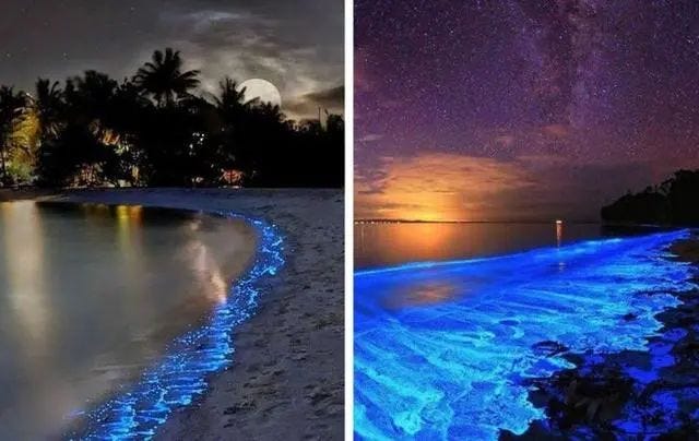 A luminous beach in the Maldives at night