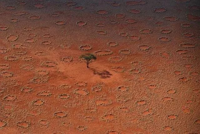 Fairy circles in the Namibian desert