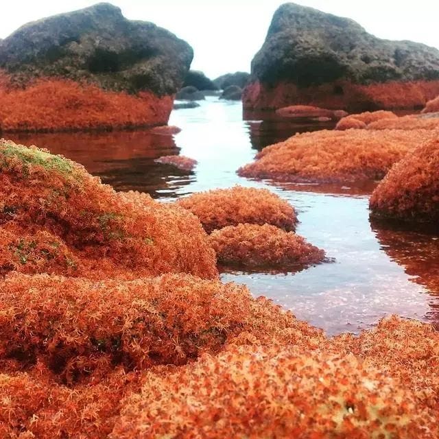 Red crabs migrating on Christmas Island