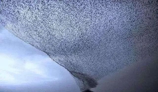 A flock of starlings creating a tornado-like formation