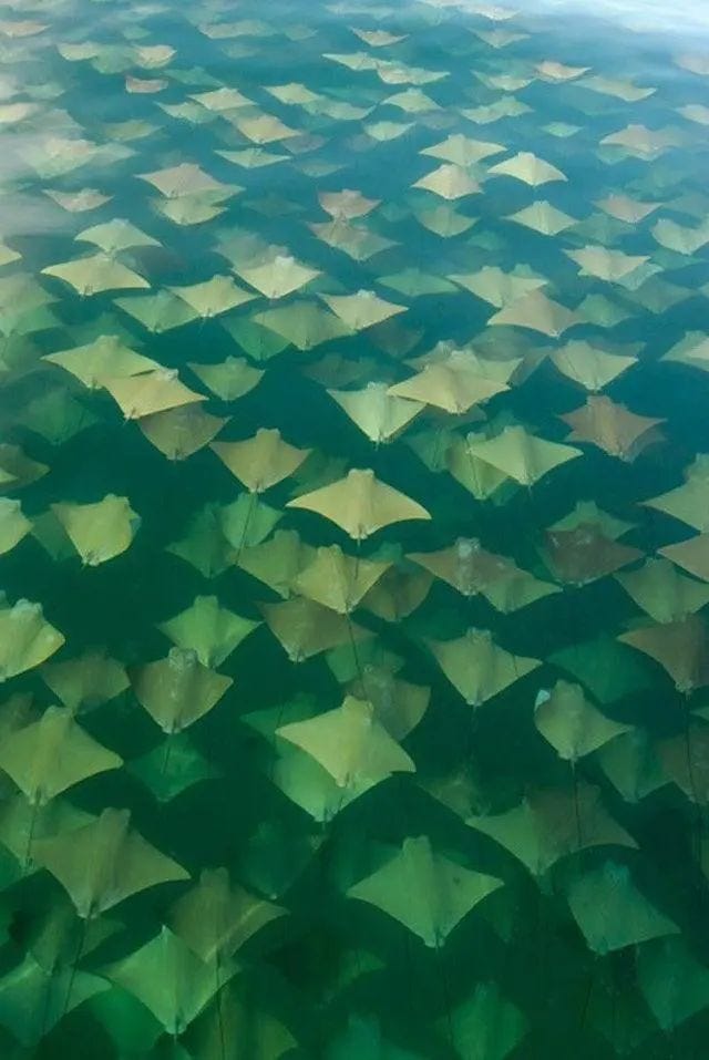 A school of stingrays swimming together