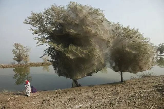 Trees covered in spider webs after flooding