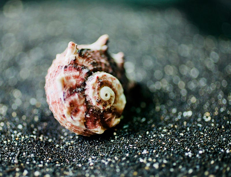 Historic seashells collected by Captain James Cook