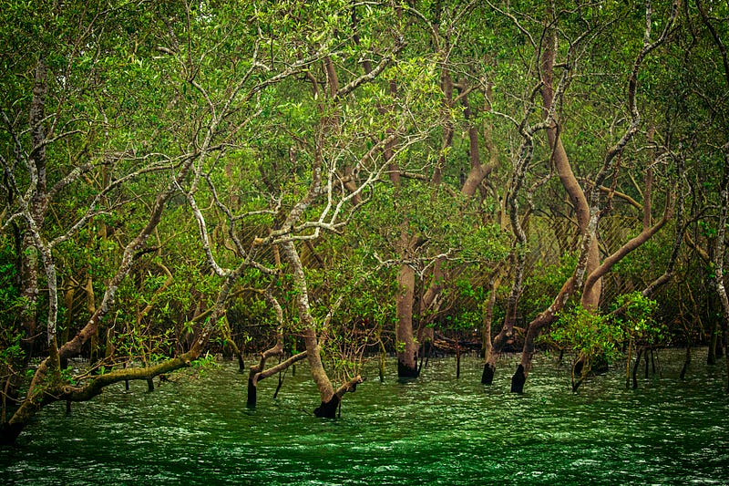 Mangrove roots adapting to tidal conditions