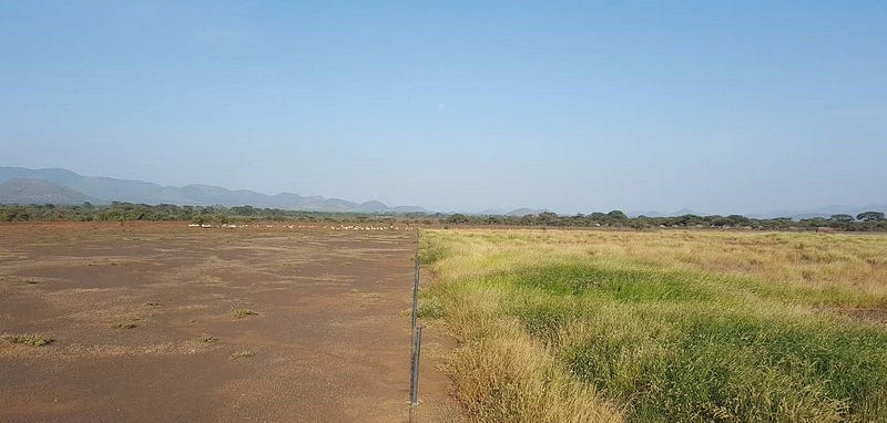 Transformation of desert to grassland