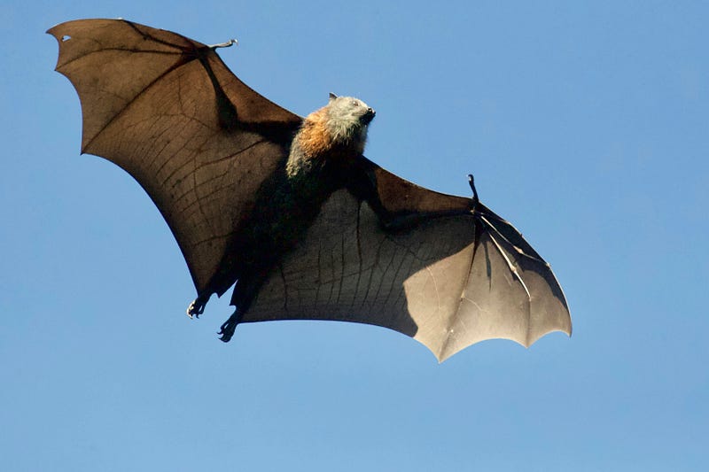 Why birds on power lines remain safe from electrocution.