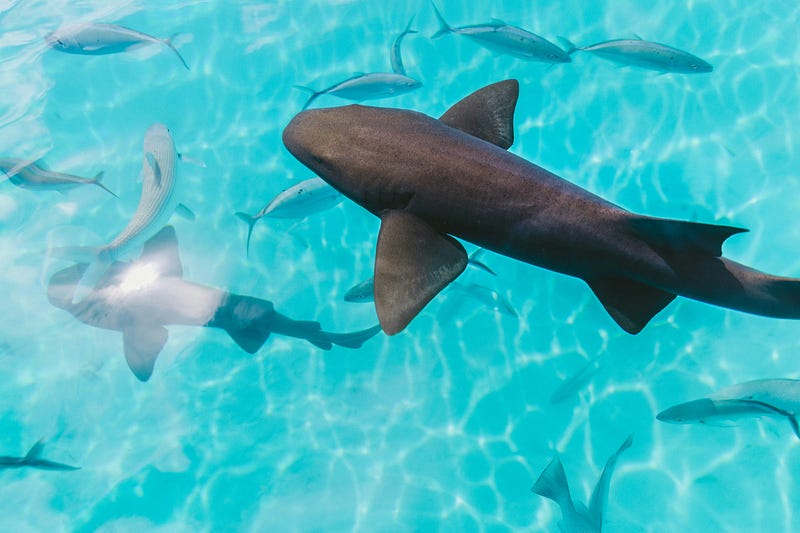 Sharks affected by cocaine pollution