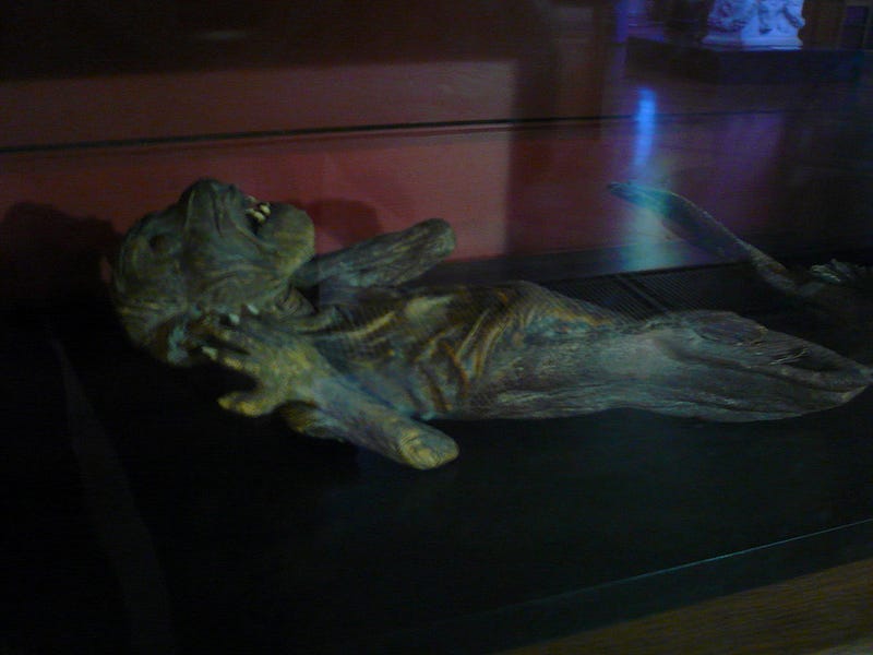 A display of the mermaid mummy found in Japan