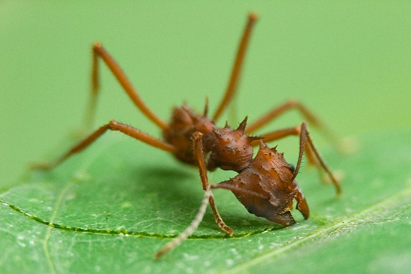 Fungus-farming ants in action