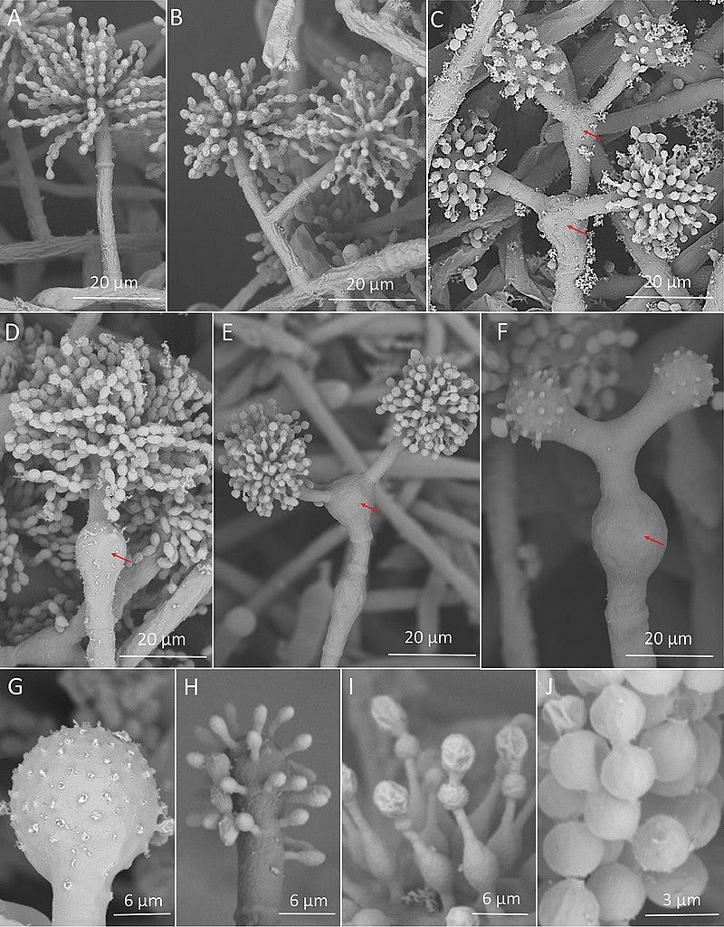 The Escovopsis fungus threatening ant crops