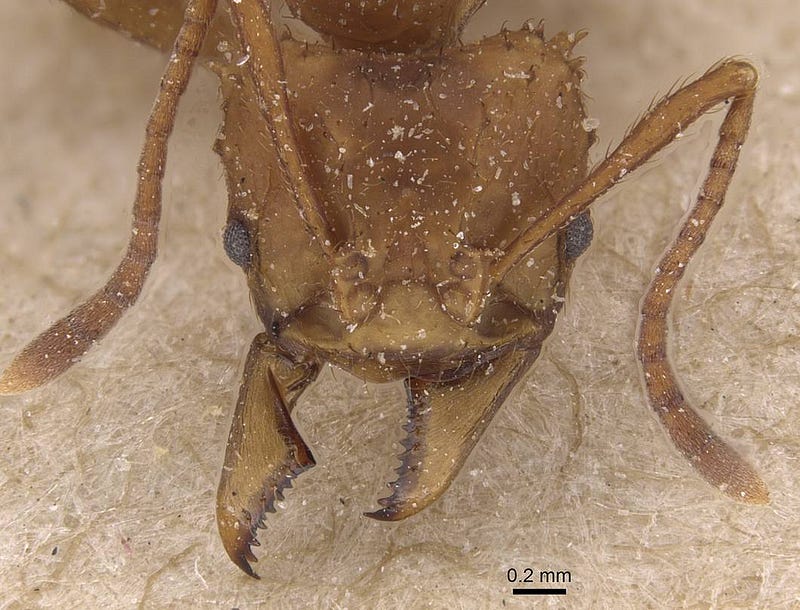 Ants using formic acid to protect their crops