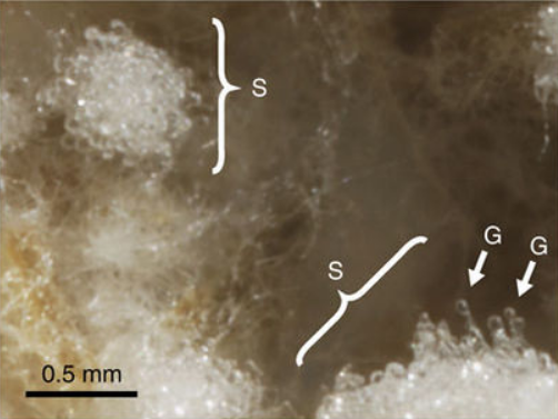 Gongylidia, a nutrient source for ants