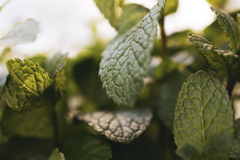 Cooling mint leaves