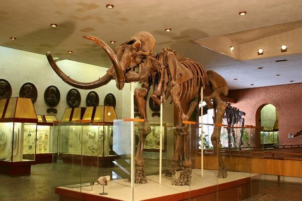 Mammoth skeleton on display in a museum