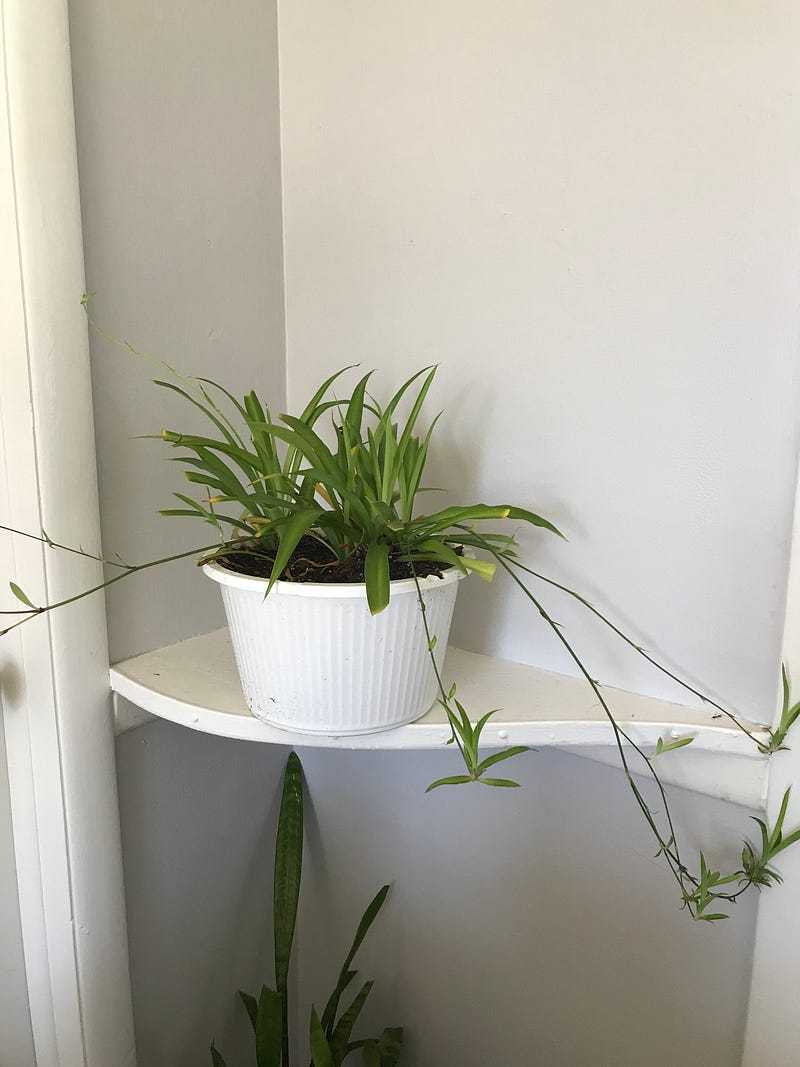 Spider plant contributing to air quality