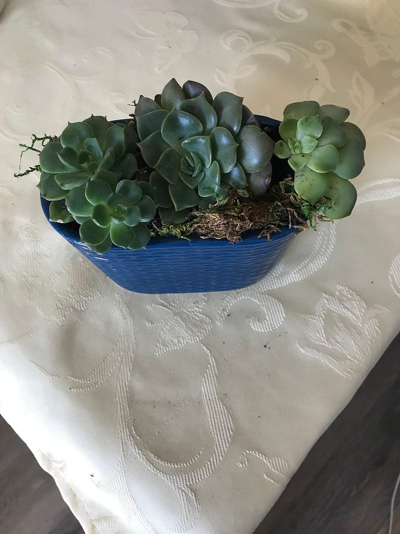 Succulent adding joy to indoor space