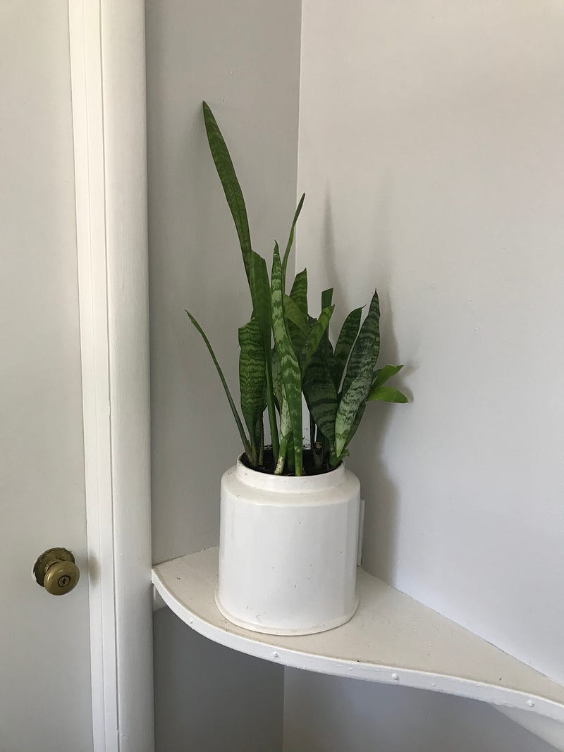 Snake plant known for air-purifying abilities