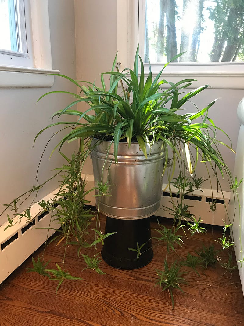 Spider plant thriving from discarded beginnings