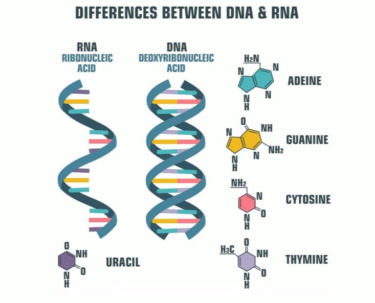 Diagram illustrating RNA and DNA differences