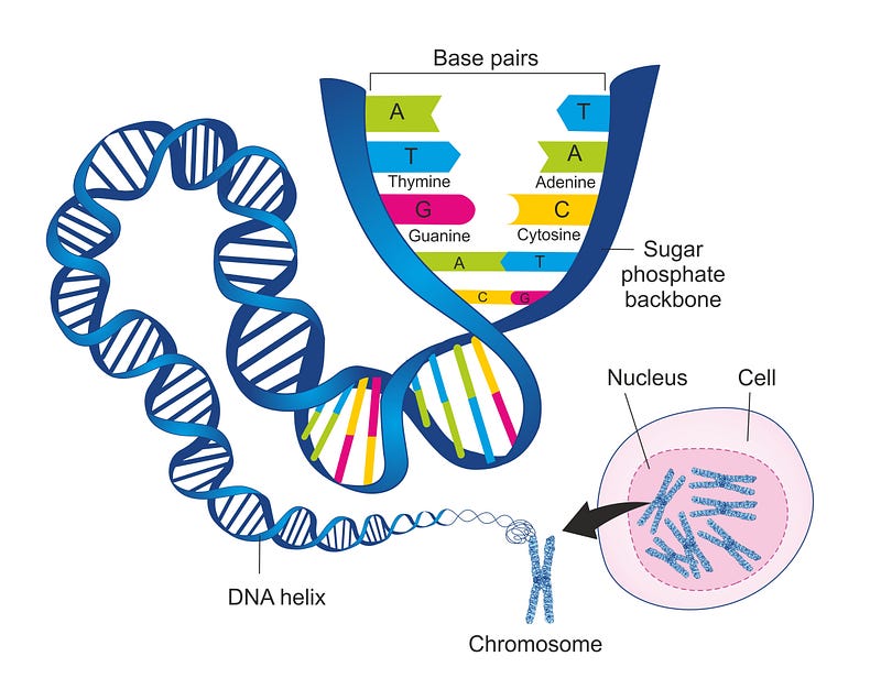 Illustration of DNA organized into chromosomes