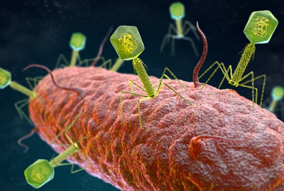 Artistic interpretation of bacteriophages attacking bacteria