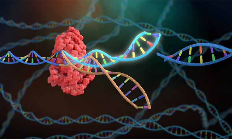 Illustration of the Cas9 protein's mechanism in CRISPR