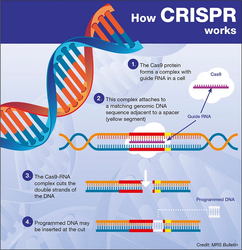 Diagram of CRISPR-Cas9 gene editing process