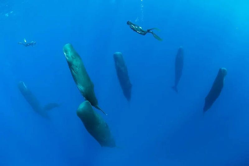 A sleeping sperm whale floating in the ocean.