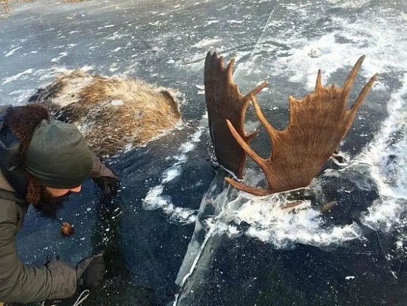 Two moose frozen in a lake in Alaska