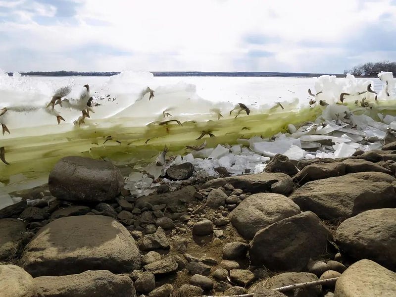 Frozen fish on the ice