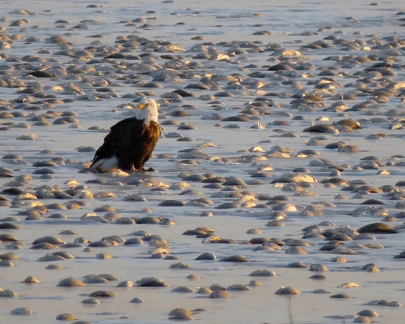 Fish struggling for air in icy waters