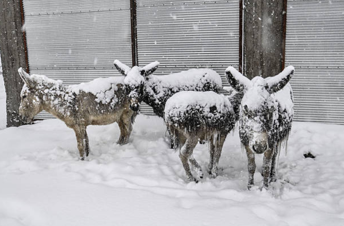 Young donkeys frozen in snow