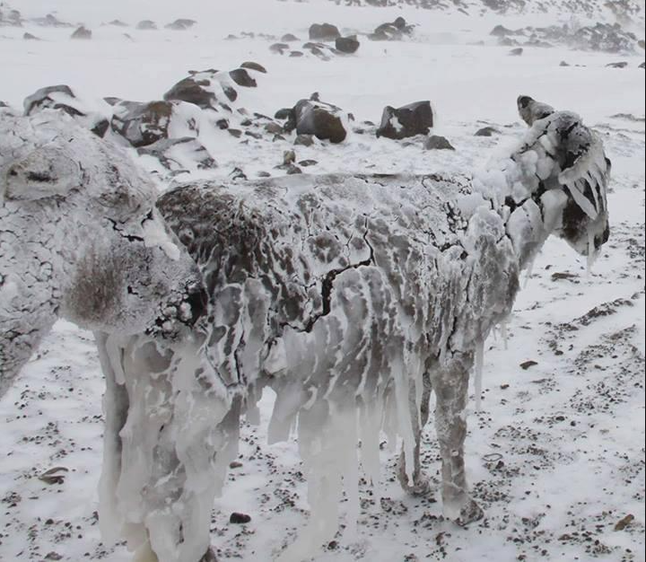 Donkeys frozen in popsicle-like state