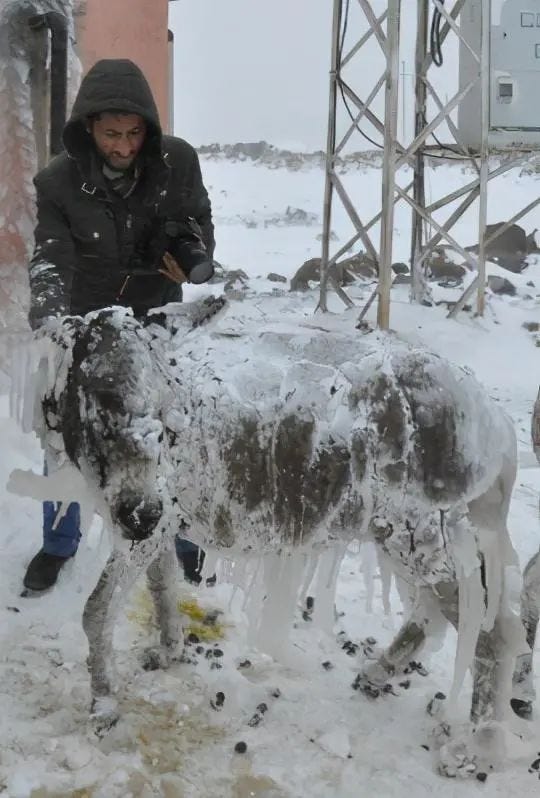 Rescued donkeys returning to safety