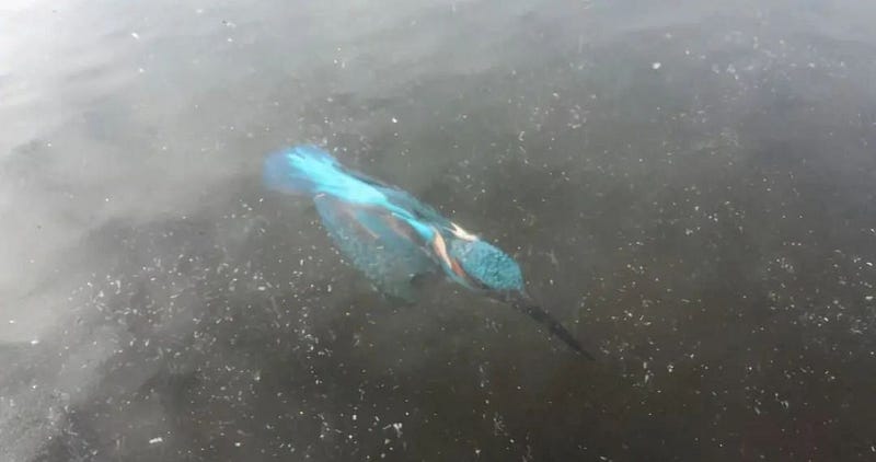 A kingfisher trapped under ice